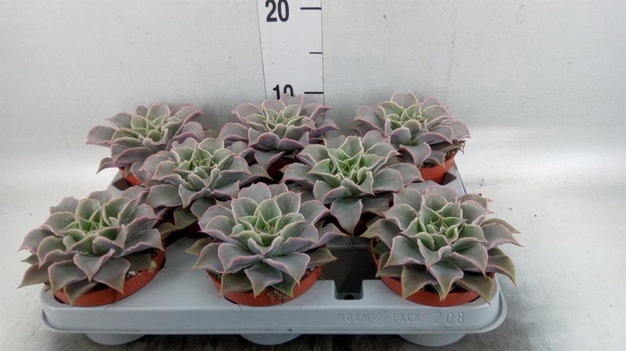 <h4>Echeveria ...</h4>