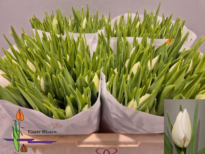 <h4>TU EN POLAR BEAR</h4>