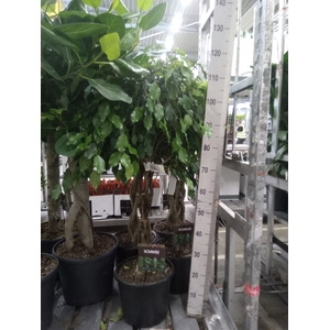 Ficus benja. 'Exotica'