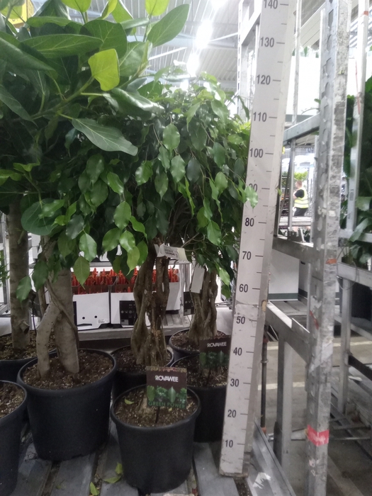 <h4>Ficus benja. 'Exotica'</h4>
