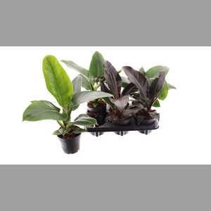 PHIL IMPERIAL GREEN