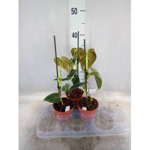 Philodendron   ...