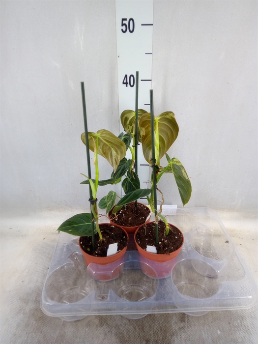<h4>Philodendron   ...</h4>
