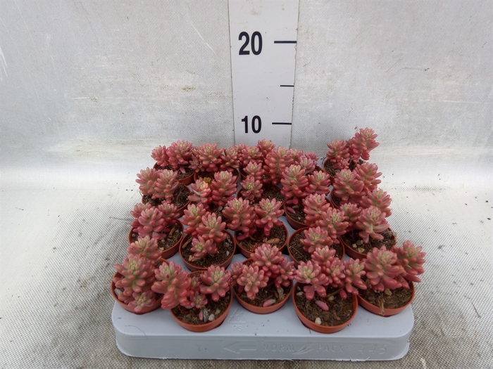 <h4>Sedum rubrotinctum 'Aurora'</h4>