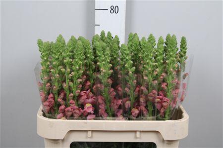 <h4>Antir Antibes Rose</h4>