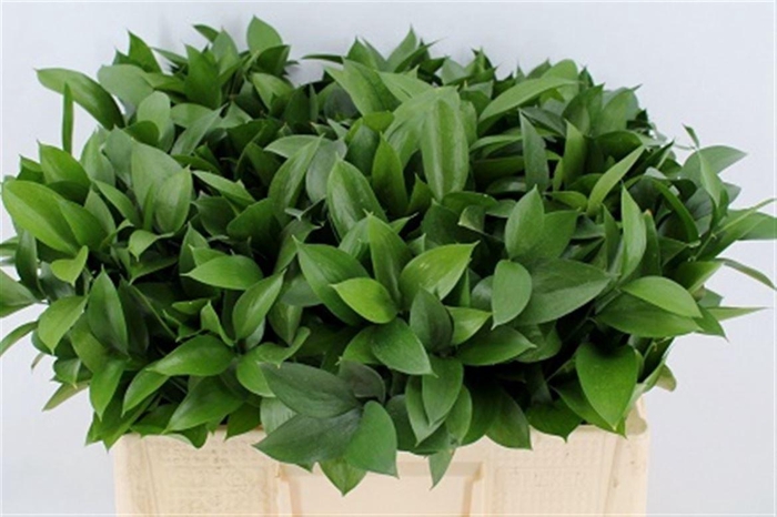 <h4>Ruscus Hypophyllum 50cm</h4>