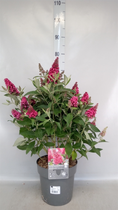 <h4>Buddleja   ...</h4>