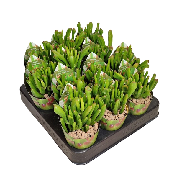 <h4>CRASSULA PORTULACEA GOLLUM - POT Ø 6,5 WITH POTCOVER (SUCCULENTEN)</h4>