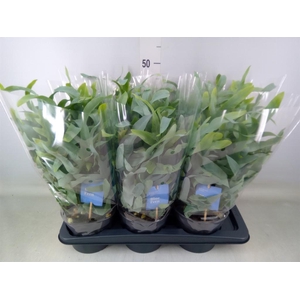 Phlebodium aureum 'Blue Star'