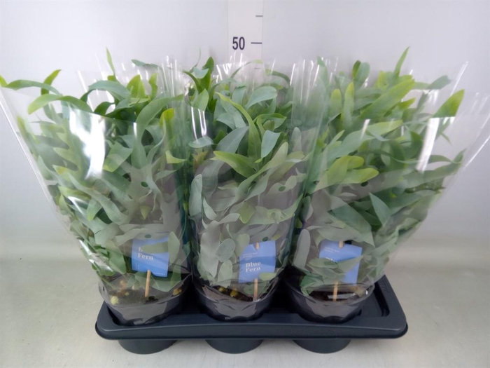 <h4>Phlebodium aureum 'Blue Star'</h4>