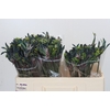 Anigozanthos Celebrations Firework