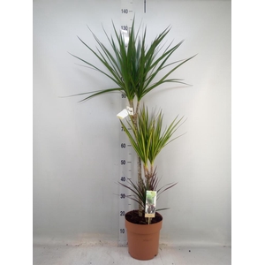 Dracaena marg.   ..mix 3