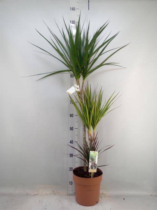 <h4>Dracaena marg.   ..mix 3</h4>