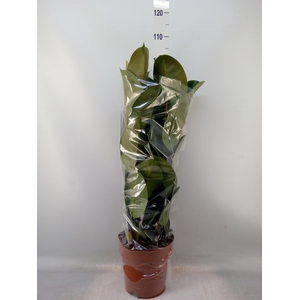 Ficus elastica 'Robusta'