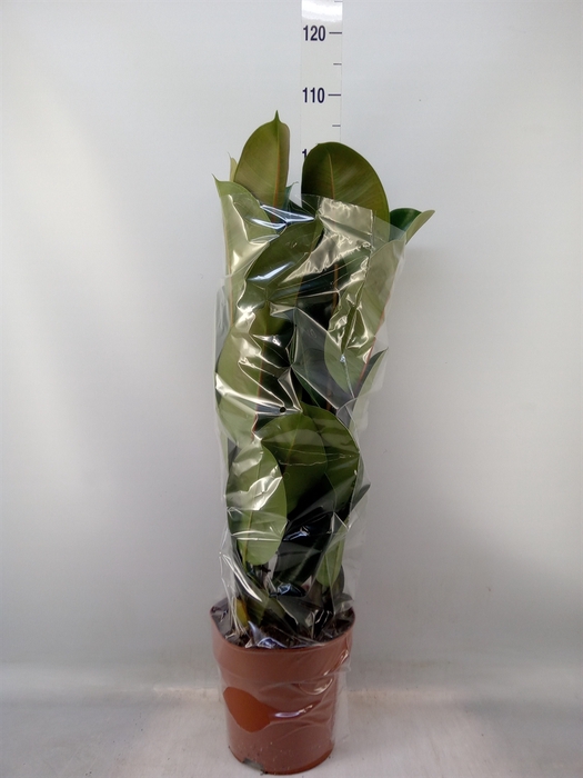 <h4>Ficus elastica 'Robusta'</h4>