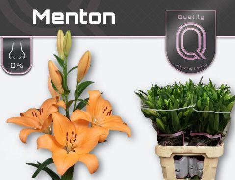 <h4>LI LA MENTON 3+</h4>