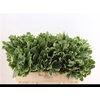 Pittosporum Ilan