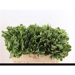 Pittosporum Ilan