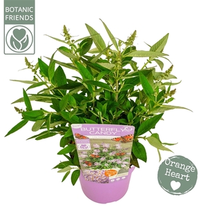 Buddleja Butterfly Candy 'Lila Sweetheart'®
