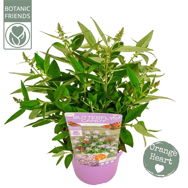 <h4>Buddleja Butterfly Candy 'Lila Sweetheart'®</h4>