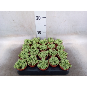 Sedum burrito