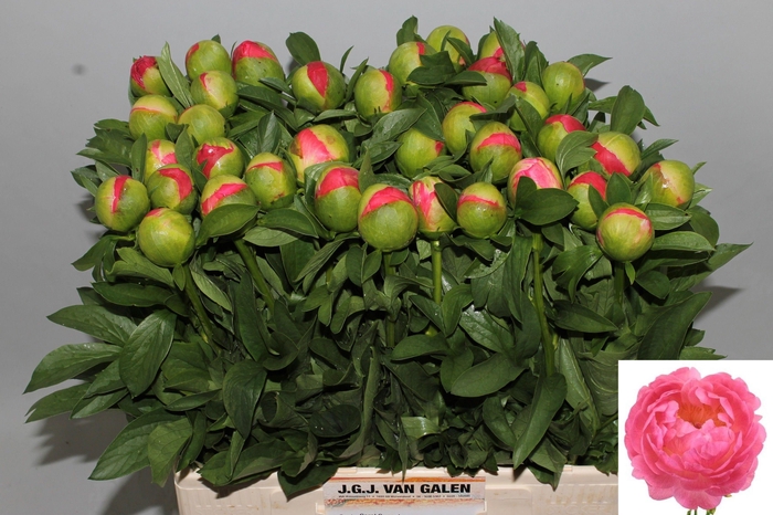 <h4>PAEO CORAL SUNSET</h4>