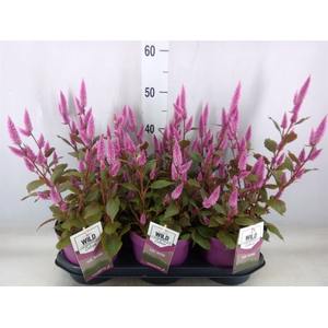 Celosia arg. SP 'Wild Pink'
