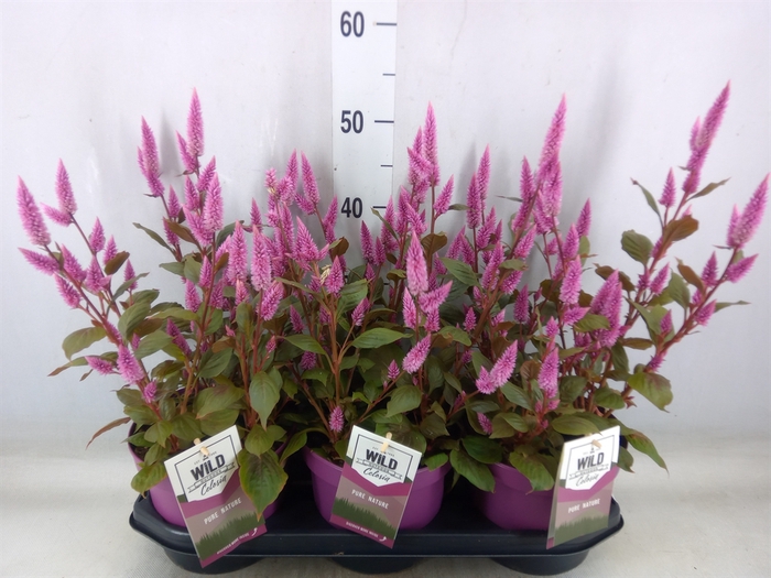 <h4>Celosia arg. SP 'Wild Pink'</h4>