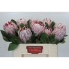 Protea Cynaroides
