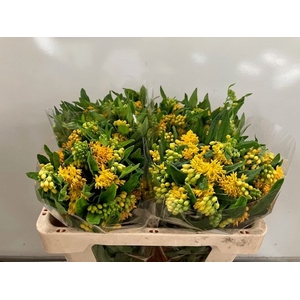 Asclepias tuberosa Hello Yellow