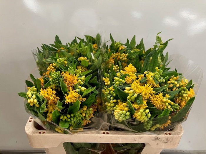 <h4>Asclepias tuberosa Hello Yellow</h4>