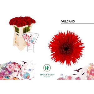 Gerbera MIS 'Vulcano'