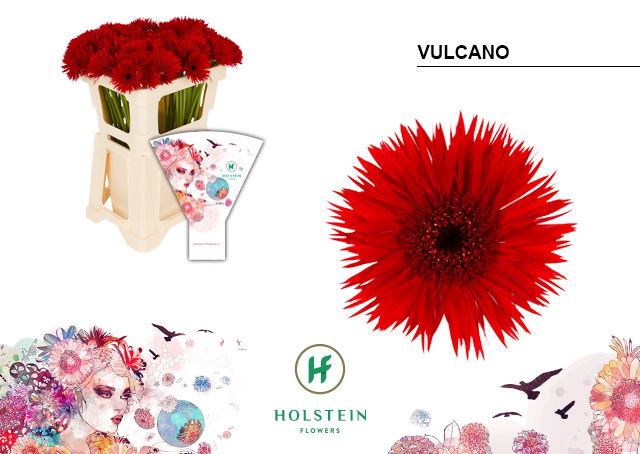 <h4>Gerbera MIS 'Vulcano'</h4>