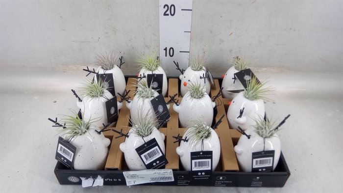 <h4>Arr.   Kamerplant Groen L%</h4>