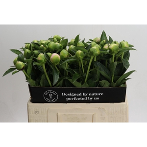 Paeonia Princess Bride