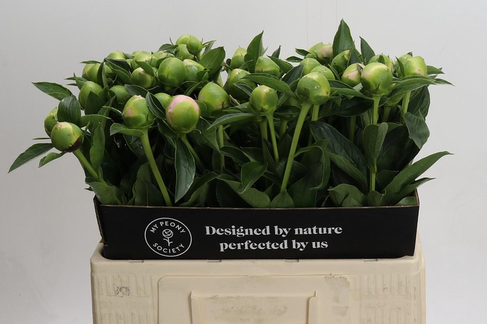 <h4>Paeonia Princess Bride</h4>