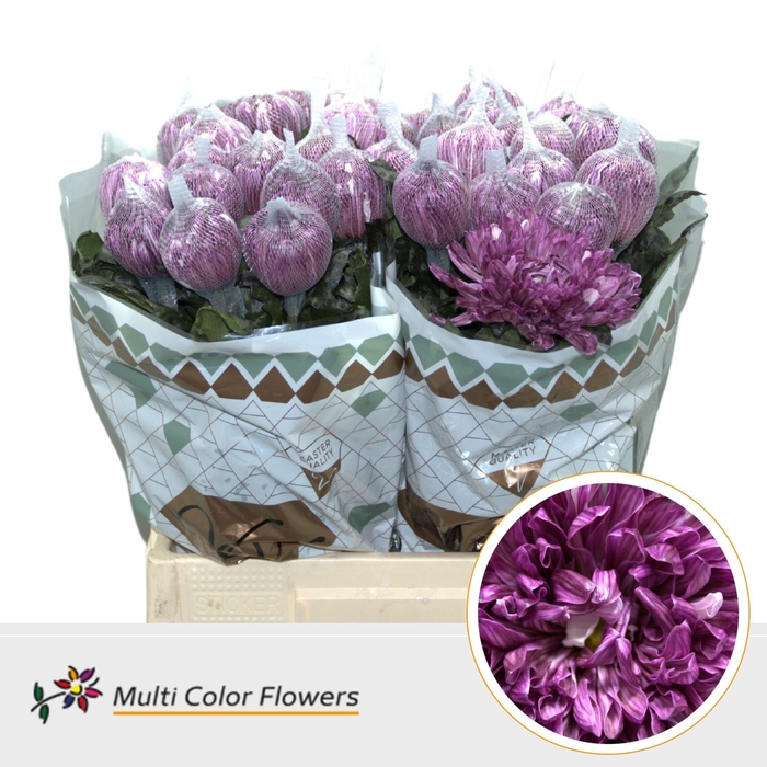 <h4>Chrysanthemum PL 'Antonov'  .col H%</h4>
