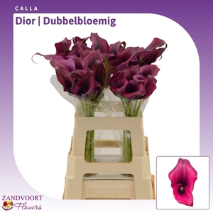 Calla Dior | Dubbelbloemig