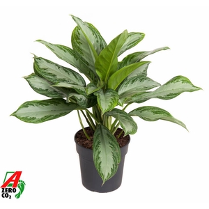 Aglaonema Silver Bay