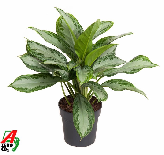 Aglaonema Silver Bay