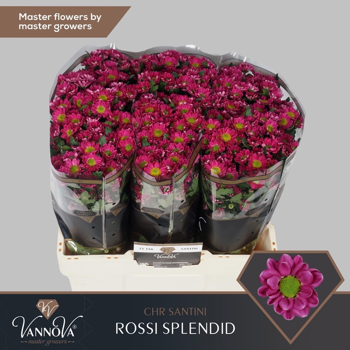 <h4>Chrys santini Rossi Splendid</h4>