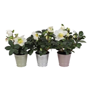Helleborus niger 'Christmas Carol'