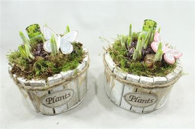 <h4>1190 Plants Rond X4</h4>