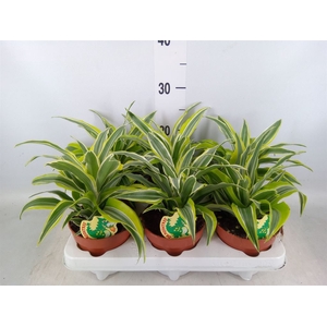 Dracaena frag. 'Surprise'
