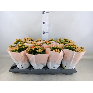 Kalanchoe   ...