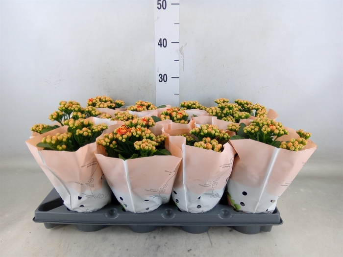 <h4>Kalanchoe   ...</h4>