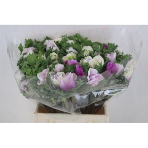 Anem Mistral Super White Lilla