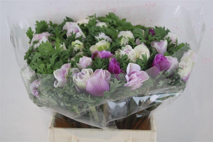 <h4>Anem Mistral Super White Lilla</h4>