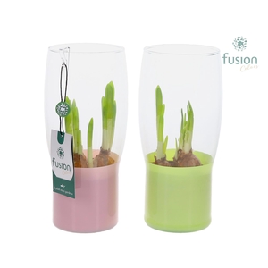 Green Bottle Tulp vaas klein met Narcissus