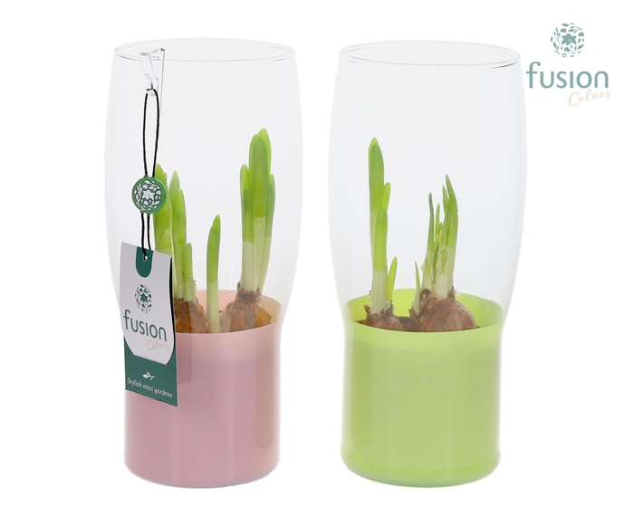 <h4>Green Bottle Tulp vaas klein met Narcissus</h4>
